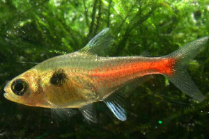 Hyphessobrycon roseus