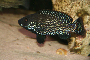 Iranocichla hormuzensis