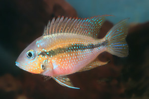 Thorichthys helleri