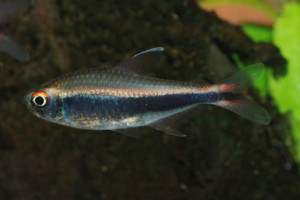 Hyphessobrycon peruvianus