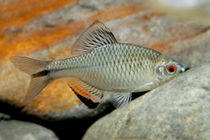 Tanakia himantegus