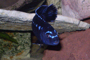 Melanochromis johannii