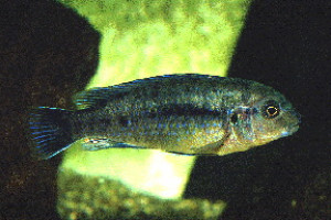 Labidochromis mbenjii
