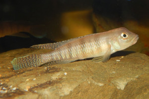 Lamprologus tigripictilis