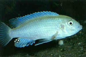 Labidochromis mylodon