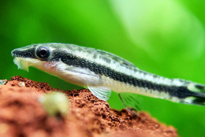 Otocinclus xakriaba