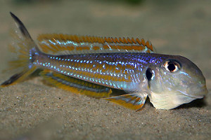 Xenotilapia ochrogenys