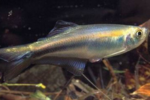 Mimagoniates microlepis