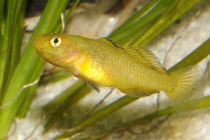 Mugilogobius rexi