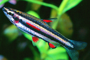 Nannostomus marginatus