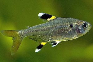 Pristella maxillaris