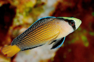 Manonichthys splendens