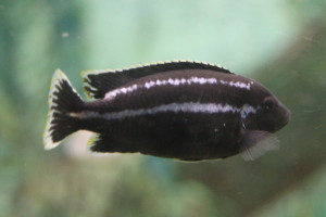 Melanochromis simulans