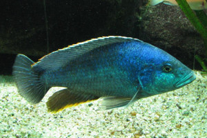 Nimbochromis polystigma