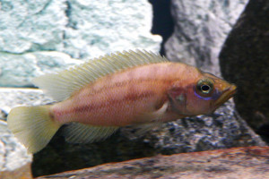 Neolamprologus prochilus