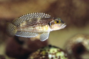 Neolamprologus stappersii