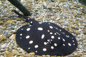 Potamotrygon leopoldi