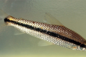 Laemolyta taeniata