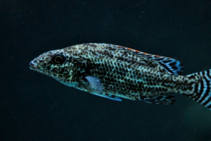 Nimbochromis linni