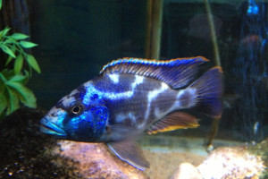 Nimbochromis livingstonii