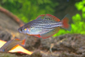 Melanotaenia lacustris - Poisson arc-en-ciel turquoise - Aquaplante