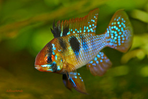 Mikrogeophagus ramirezi