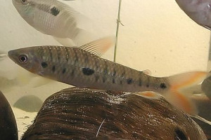 Pseudanos trimaculatus