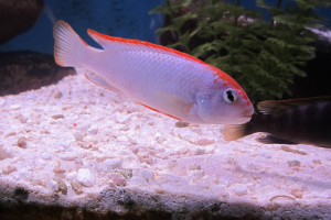 Pseudotropheus perspicax