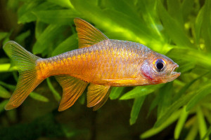 Rasbora vaterifloris