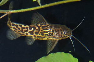 Synodontis schoutedeni