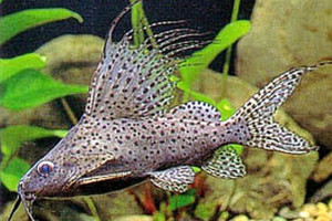 Synodontis velifer