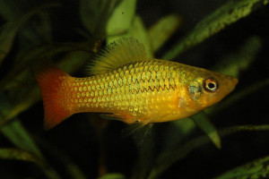 Xiphophorus variatus