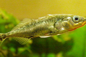 Gasterosteus aculeatus aculeatus