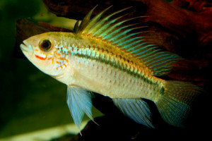 Apistogramma eremnopyge