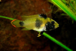 Apistogramma angayuara