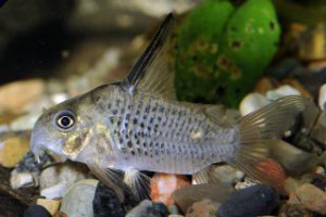 Corydoras armatus