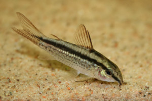 Corydoras gracilis