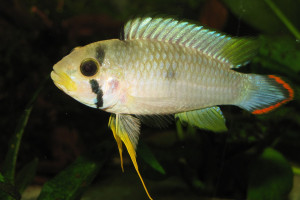 Apistogramma panduro