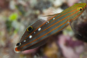 Amblygobius rainfordi