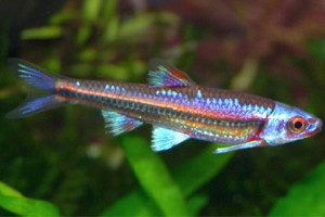 Notropis chrosomus   