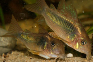 Corydoras aeneus