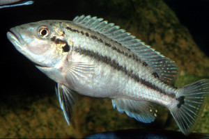 Melanochromis lepidiadaptes