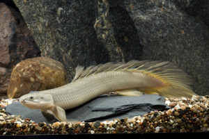 Polypterus senegalus senegalus