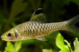 Oreichthys cosuatis