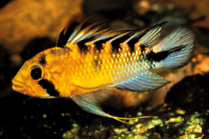 Apistogramma rositae