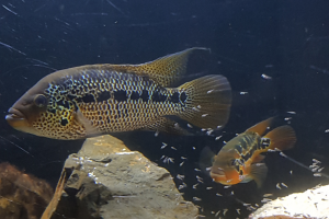 Parachromis Motaguensis