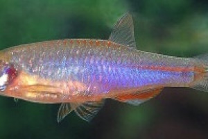 Danio albolineatus