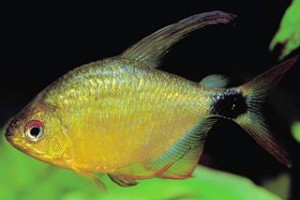 Hyphessobrycon Heliacus