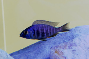 placidochromis sp. blue hongi