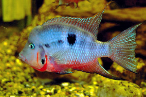 Thorichthys meeki